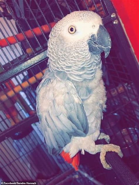 chanel the parrot found.